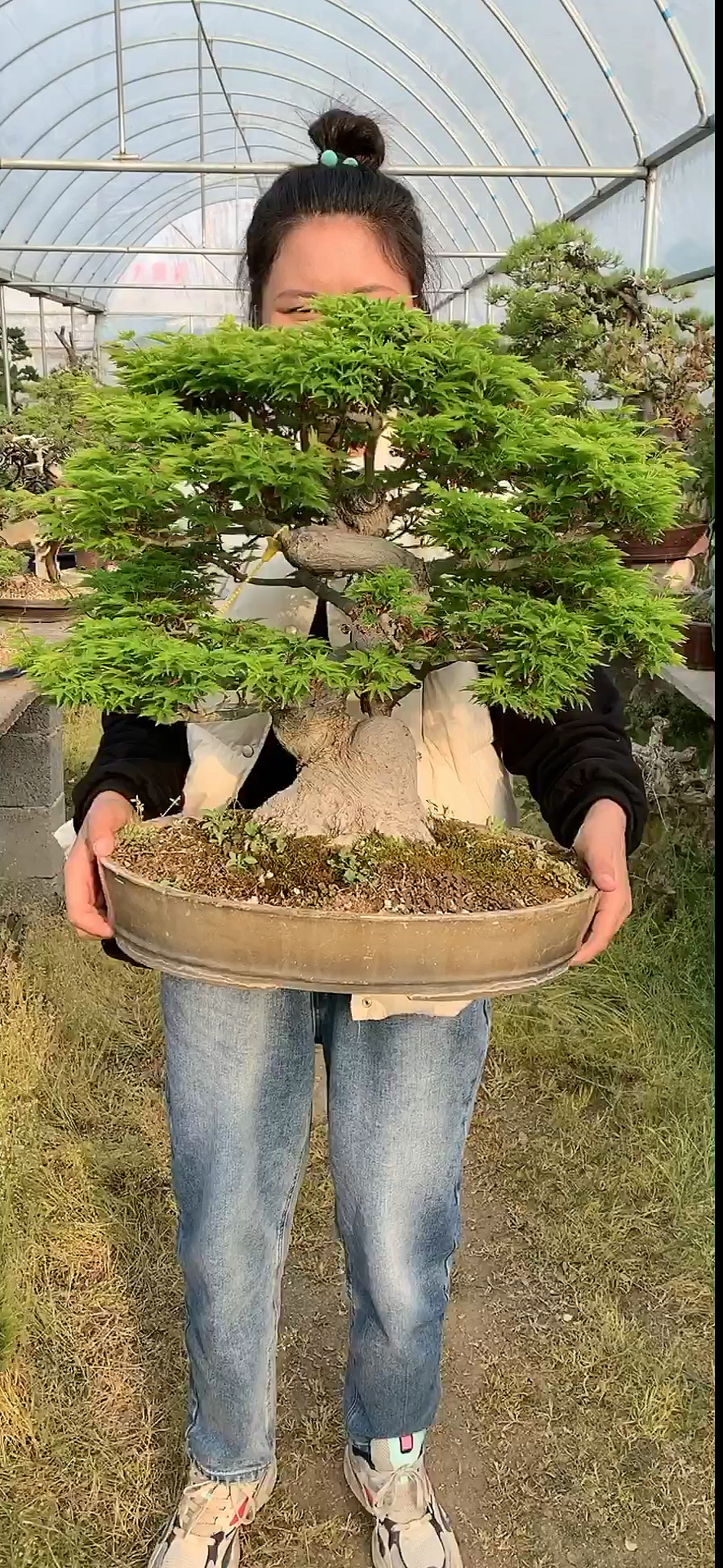 我要上热门#狮子头盆景