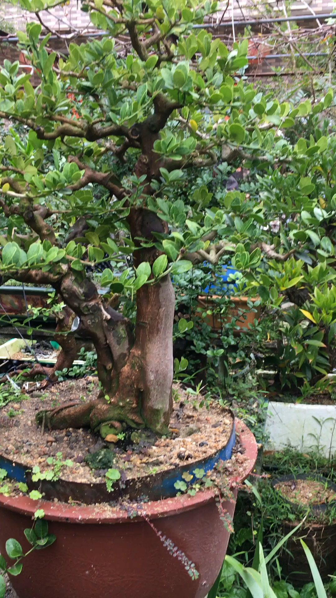 东风桔,喜欢盆景的朋友点点关注!共同交流学习