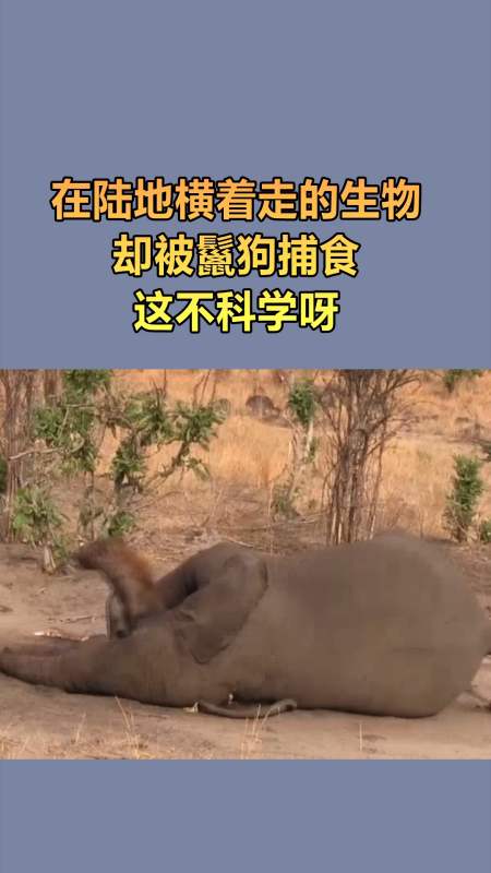 我要上热门#在陆地无敌的大象,却被鬣狗捕食-度小视