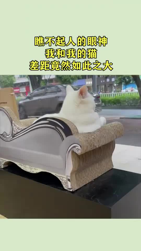 瞧不起人的眼神我和我的猫差距竟然如此之大