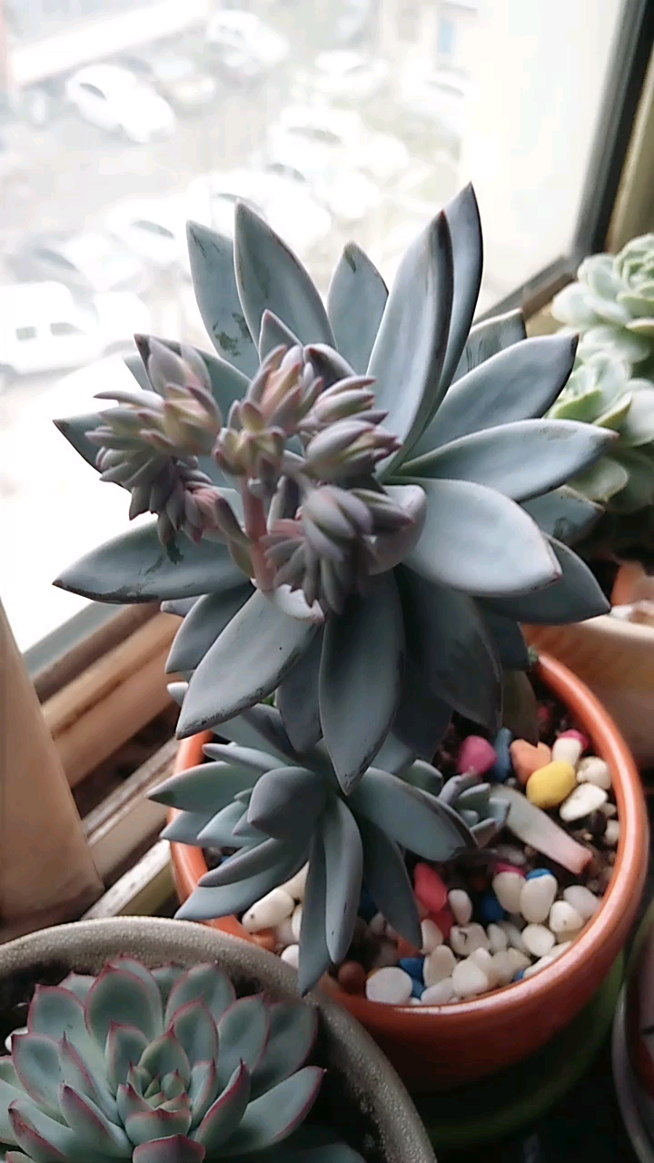 大蓝鸟要开花了