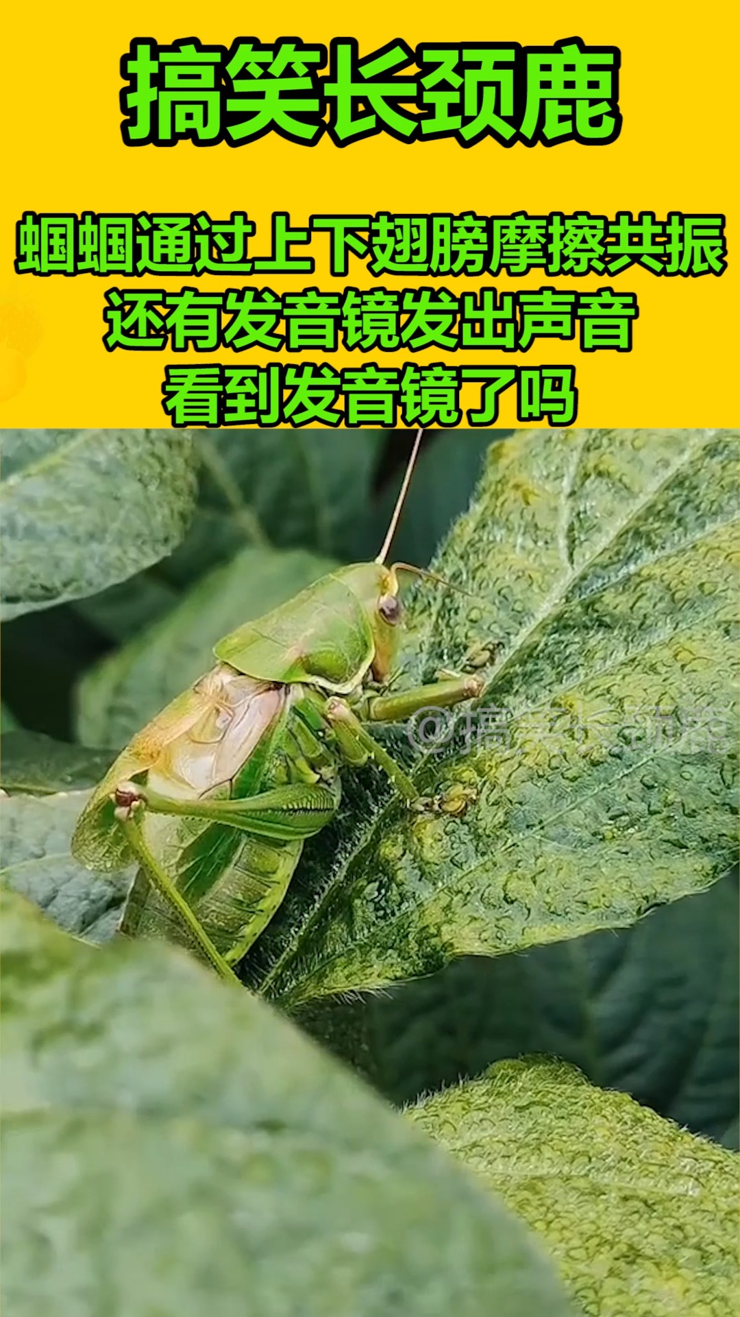 我要上热门#蝈蝈通过上下翅膀摩擦共振,还有发音镜发出声音,看到芬趑