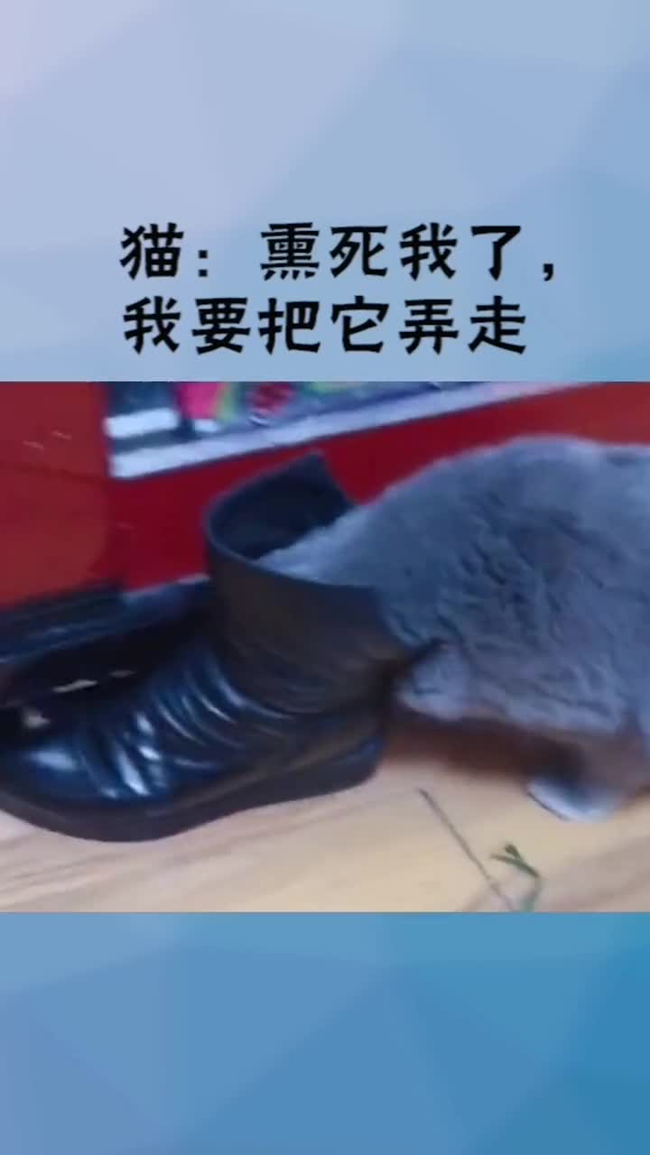 猫:熏死我了,我要把它弄走