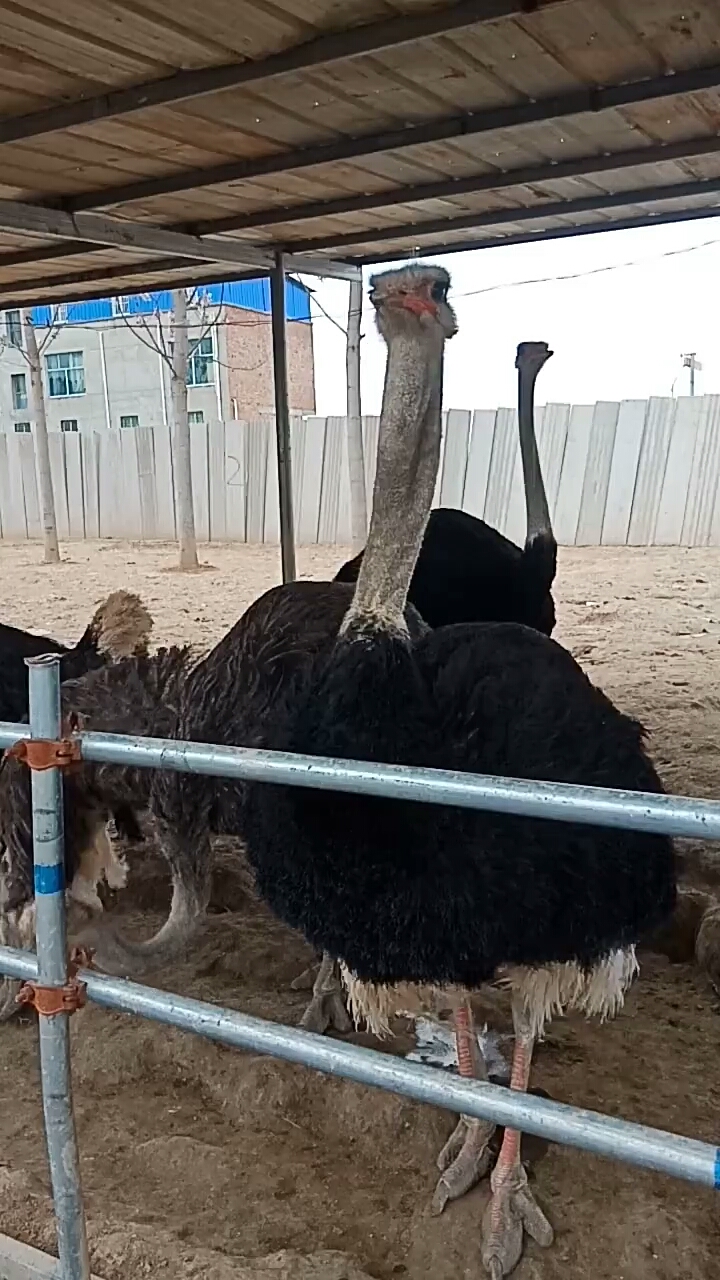 公鸵鸟脖子又粗了,这是什么现象,有明白的吗?