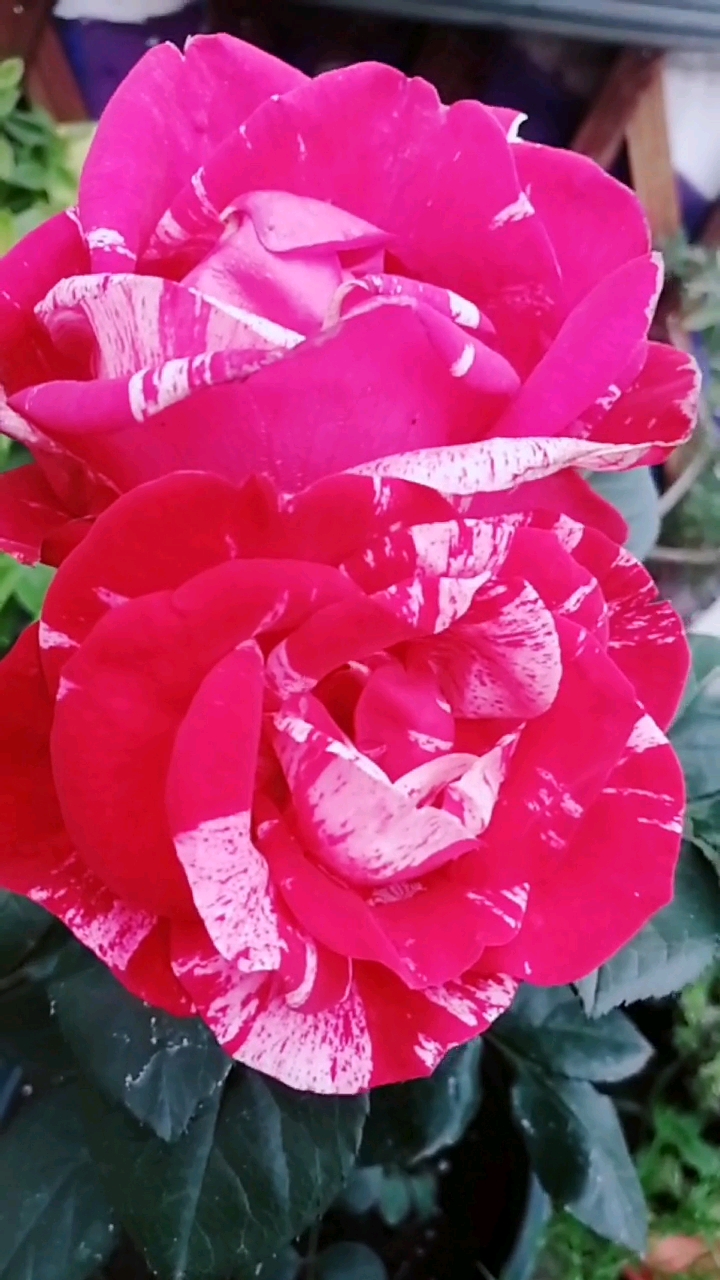 节日礼花月季,花大,花期长,香气浓郁