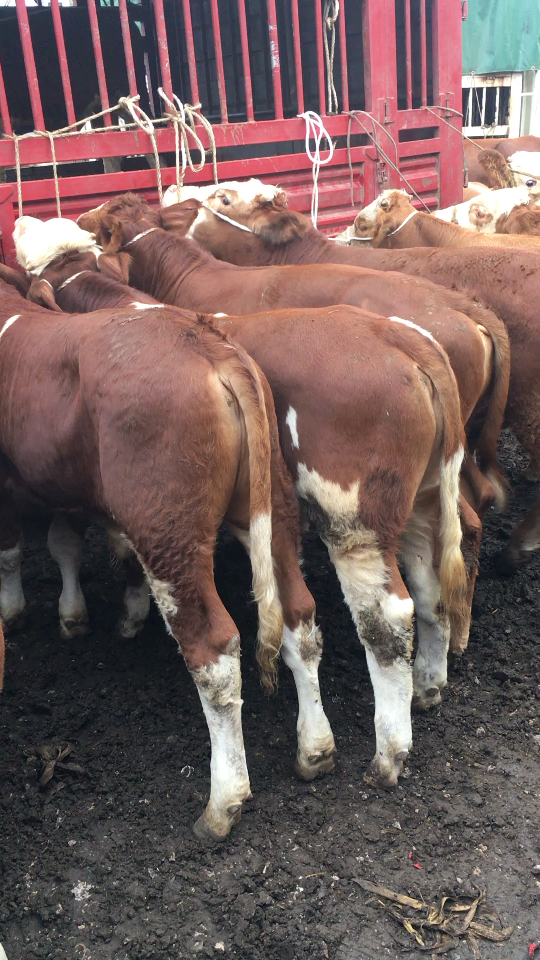 好牛越来越多了.