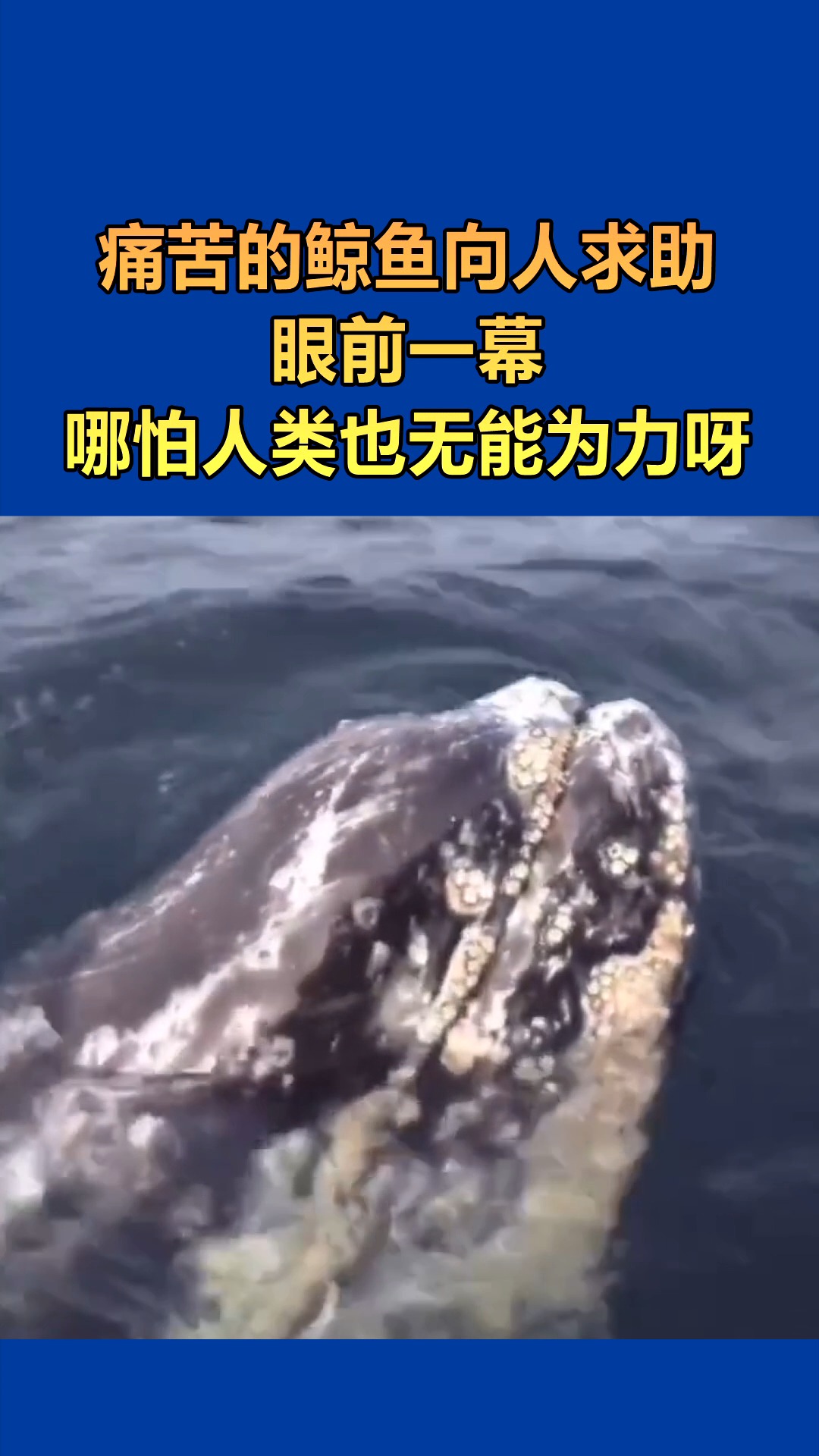 我要上热门#鲸鱼被藤壶困扰,可惜它却无可奈何