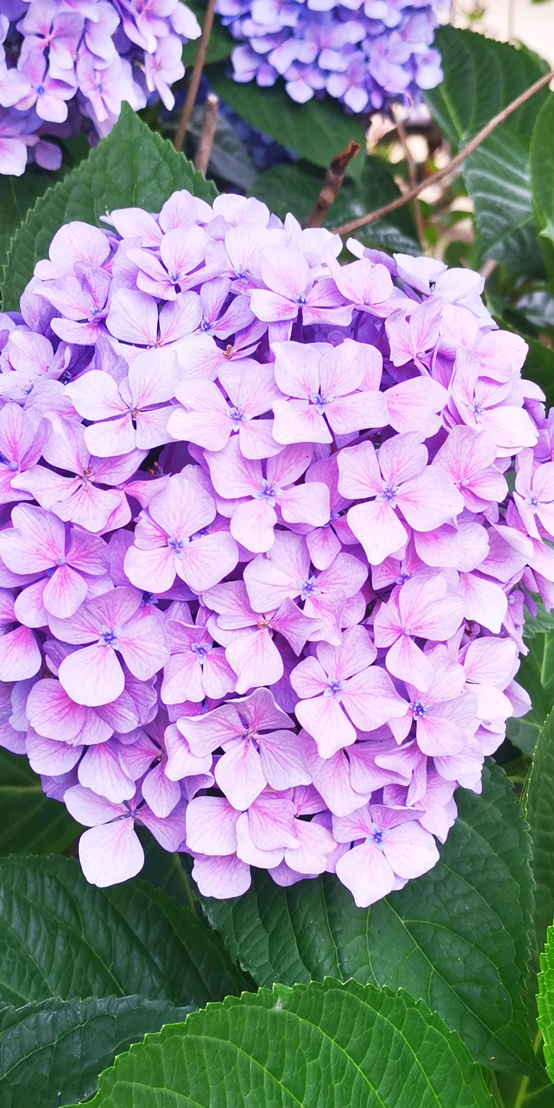浅紫色的绣球花,也太美丽,太好看了呀