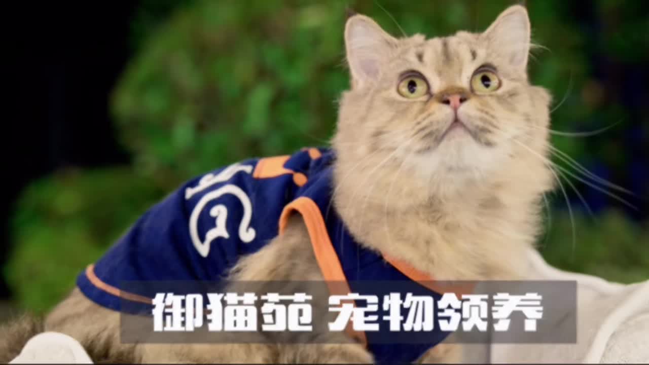 我家萌宠成精了御猫苑宠物领养vlog铲屎官招募ing猫咪领养富荟广场