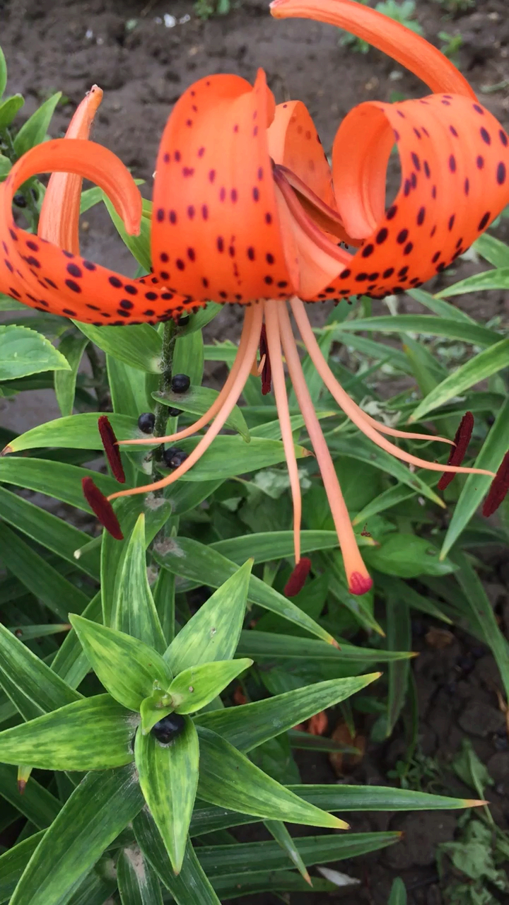 卷帘,卷莲还是叫什么