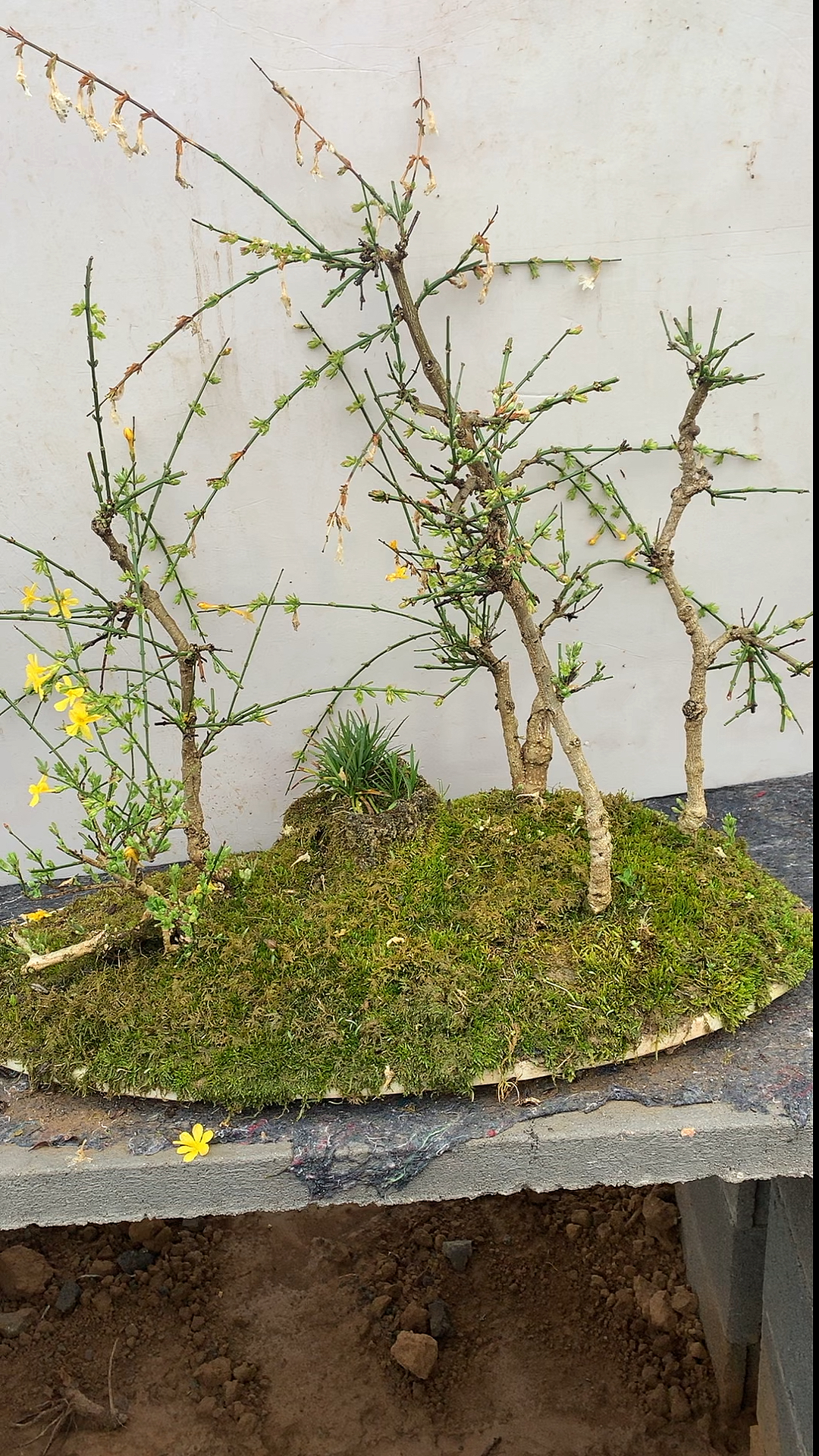 今天给大家分享一下迎春,品种是龙爪,它是一种喜阳植物,适合放在空气