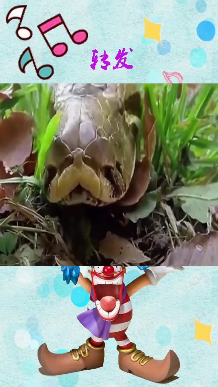 村妇救下重伤毒蛇,悉心救治后放生,多年后蛇回来报恩