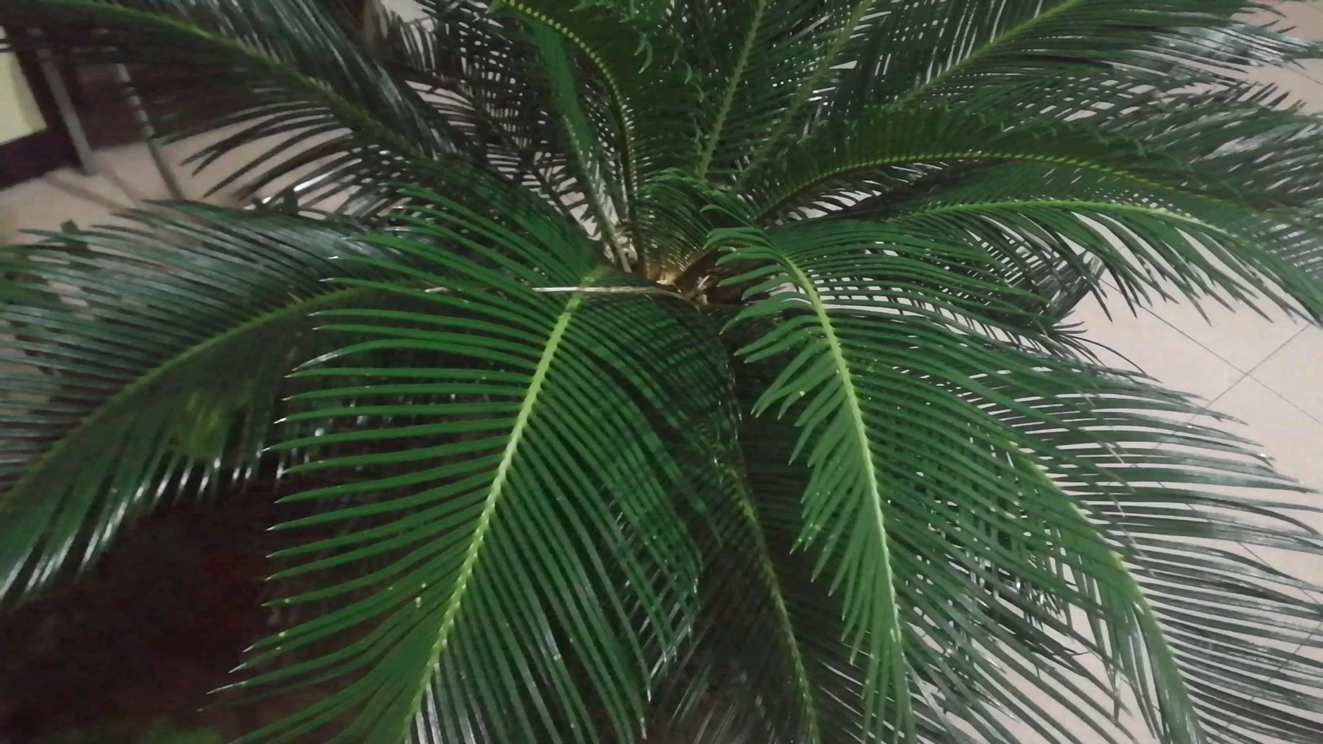 冬天的铁树很诱人