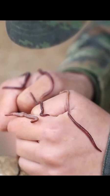 身上爬满虫子却纹丝不动,给我们的特战女兵赞了!好样的!