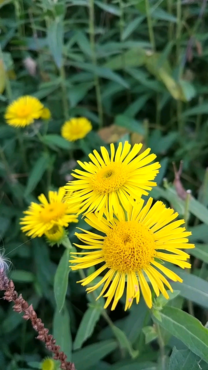 土味情话#山坡上的小旋覆花