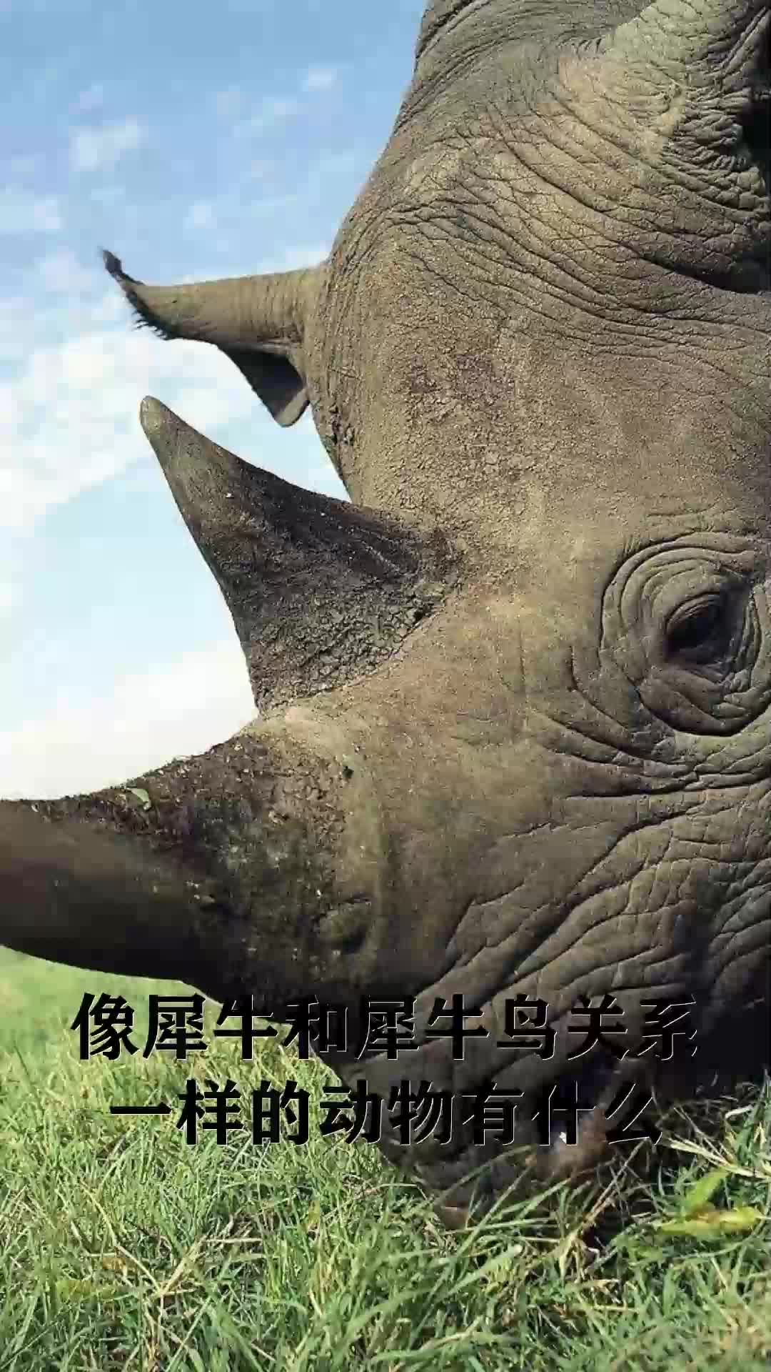 像犀牛和犀牛鸟关系一样的动物有什么-度小视