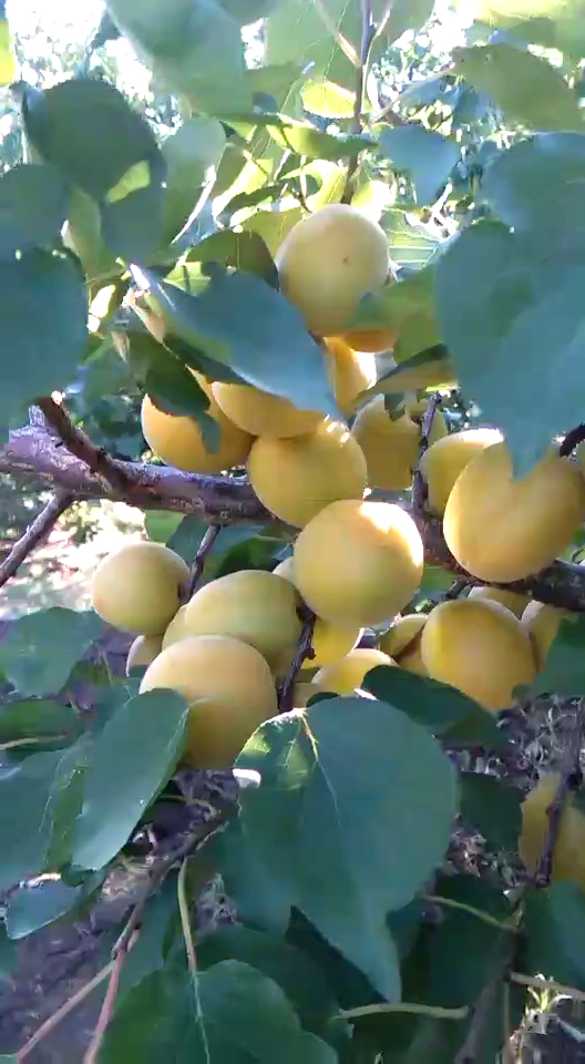 荷兰香杏即将成熟