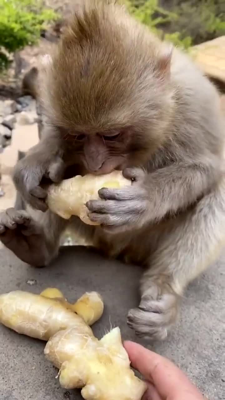猴子姜泡酒图片