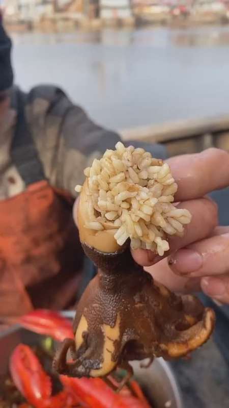 会有很多人以为是蛆对吧其实不是的不过现在个别带大米还没达到百分百