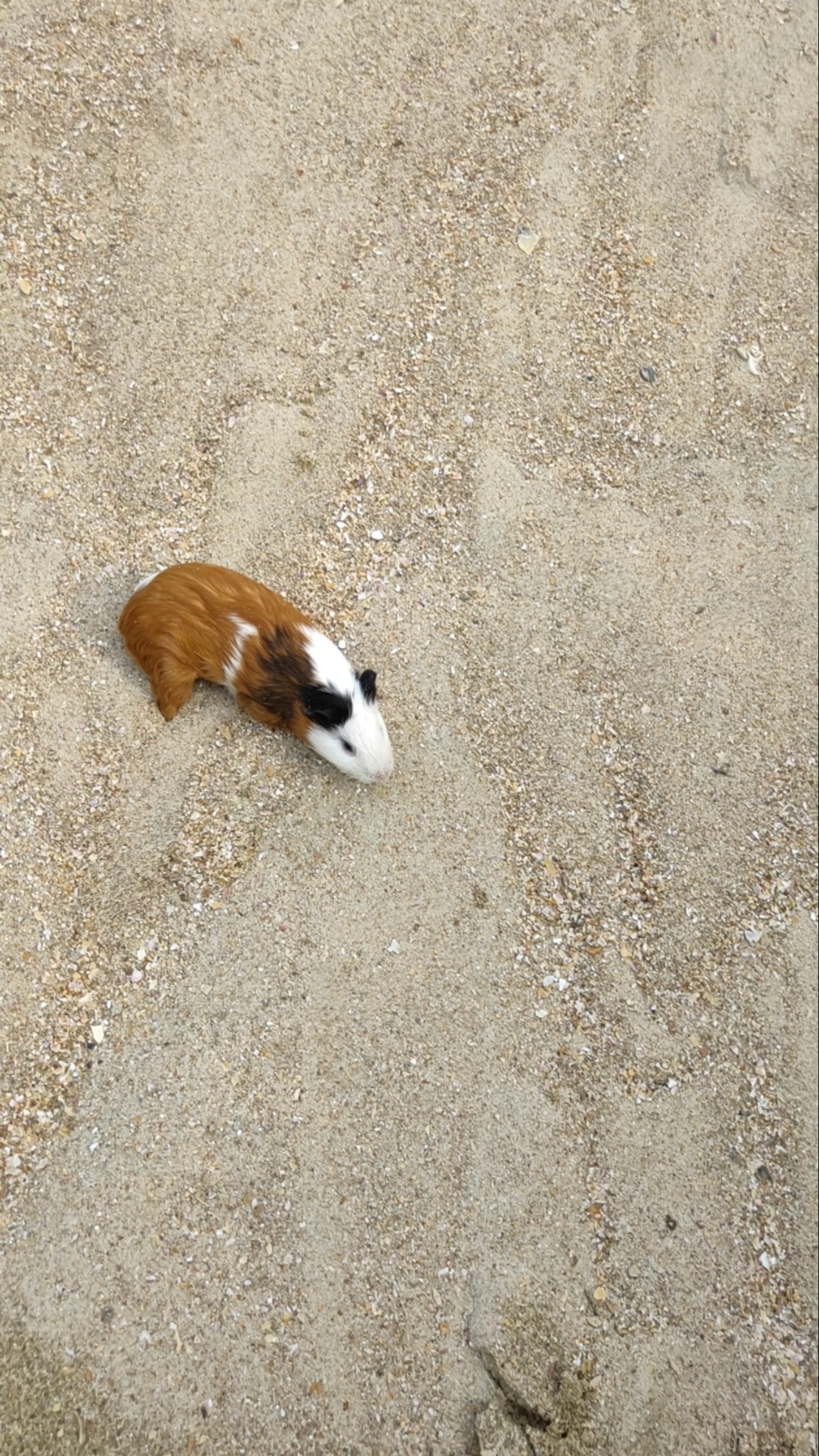 这老鼠经历了什么?尾巴都没有了