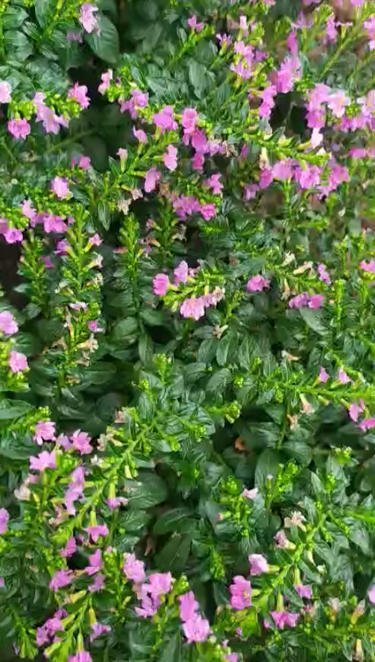 音为有你#满天星花海