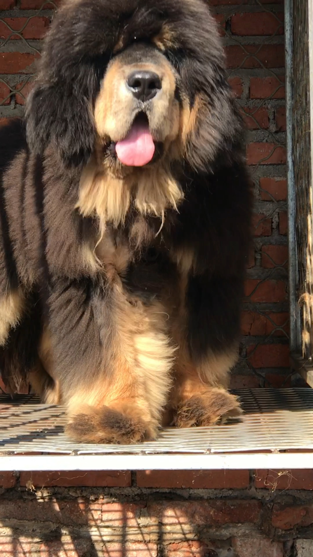 铁包金大四眼藏獒