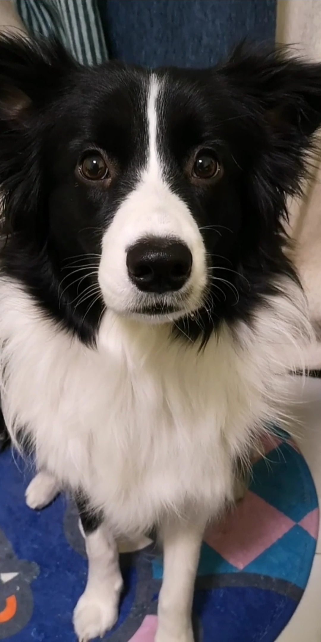 搞笑萌宠#这么凶的边牧你见过吗?