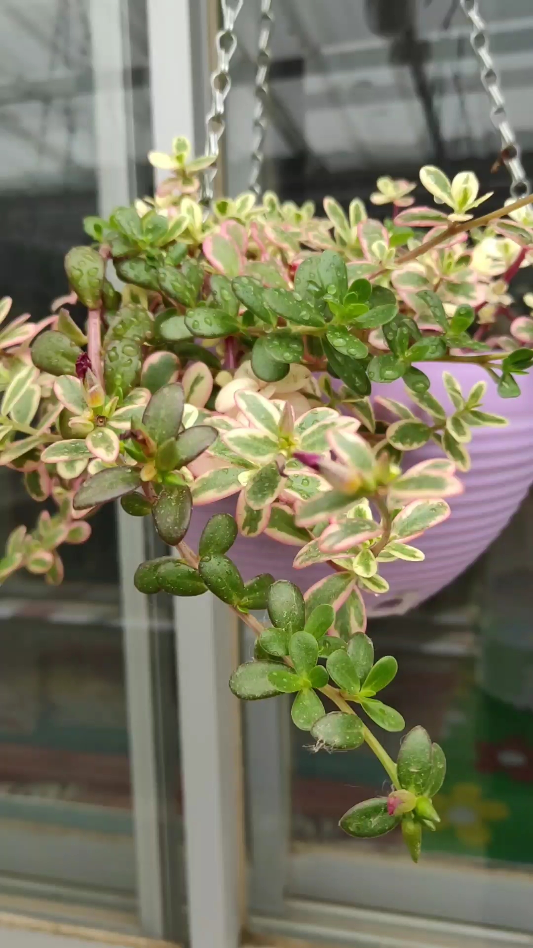 太阳花锦养了好几盆,好喜欢