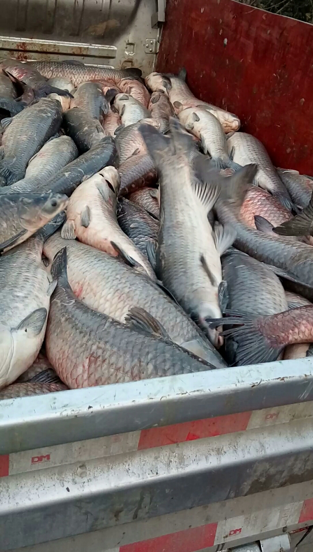 拉一车鱼,要去晒鱼干了
