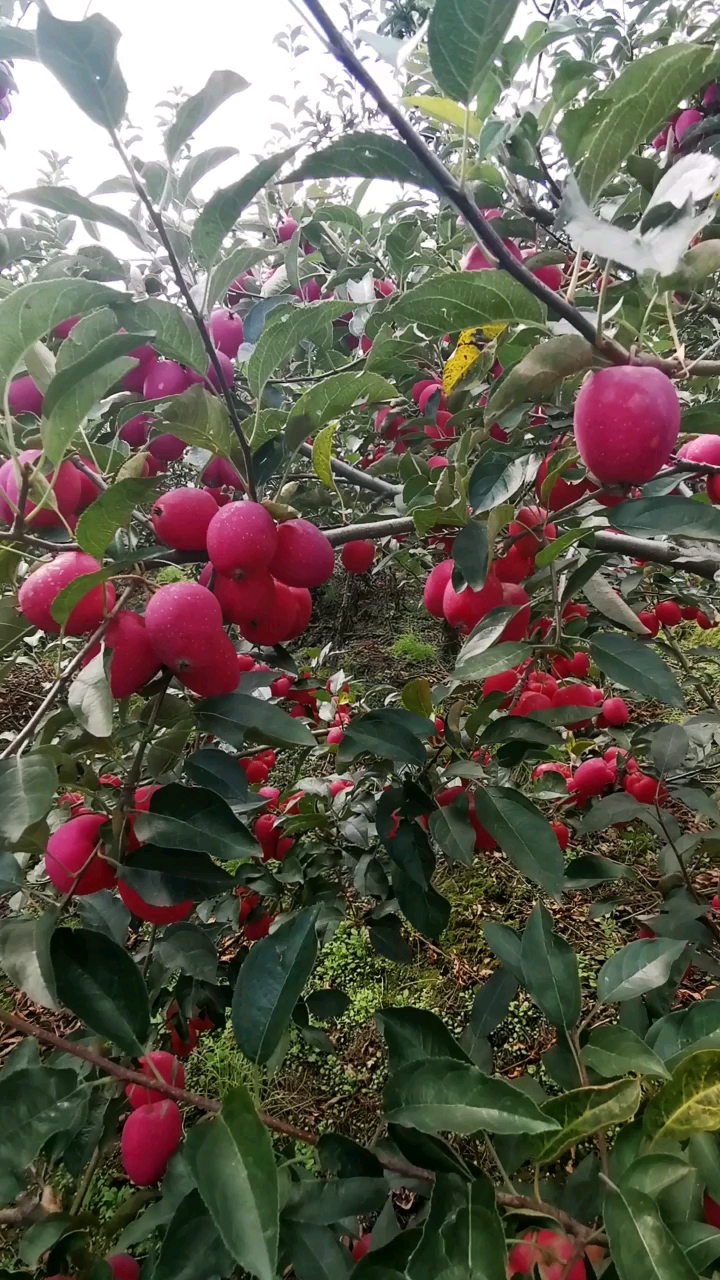 鸡心果苗#鸡心果