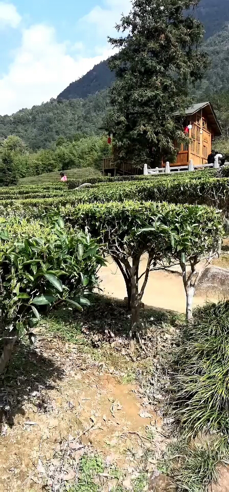 茶是故乡浓拍摄地