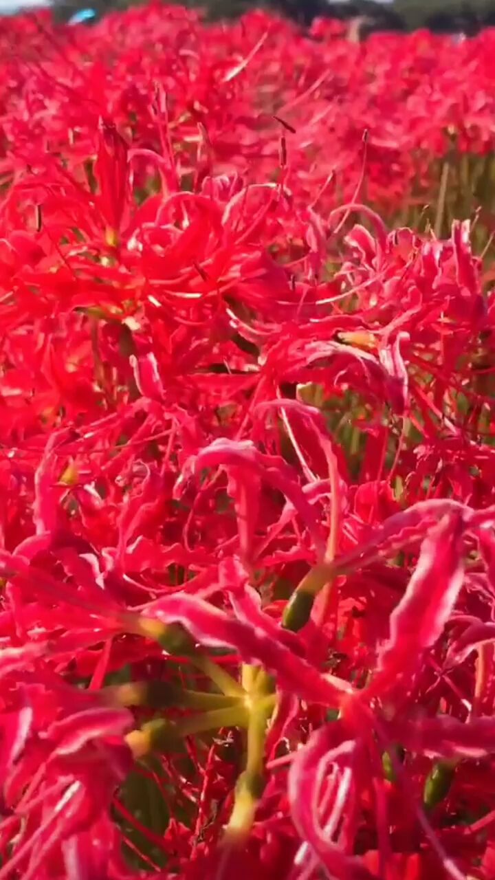 彼岸花,奈何桥,孟婆汤,轮回哭!