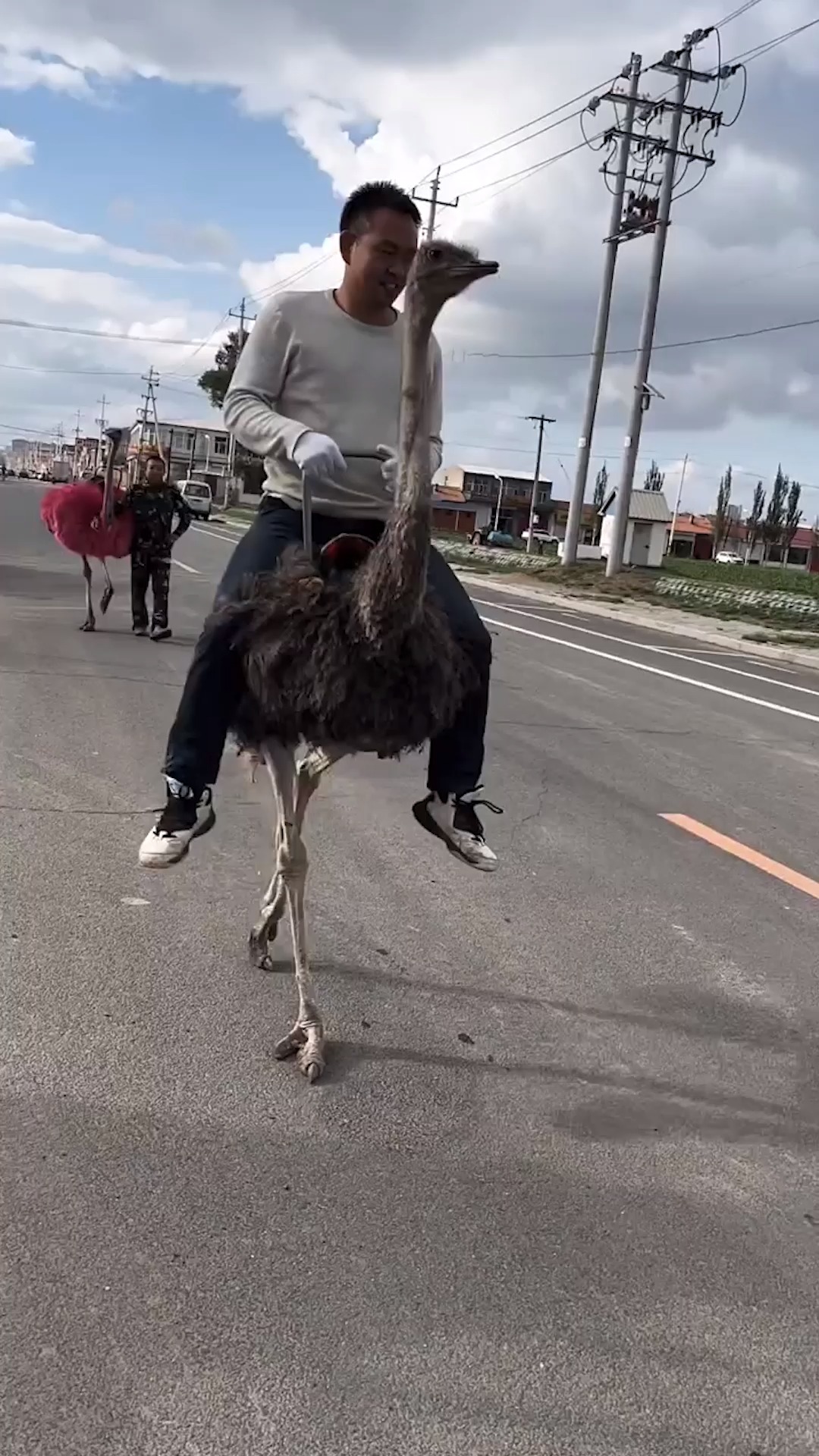 骑鸵鸟,需要驾驶证吗