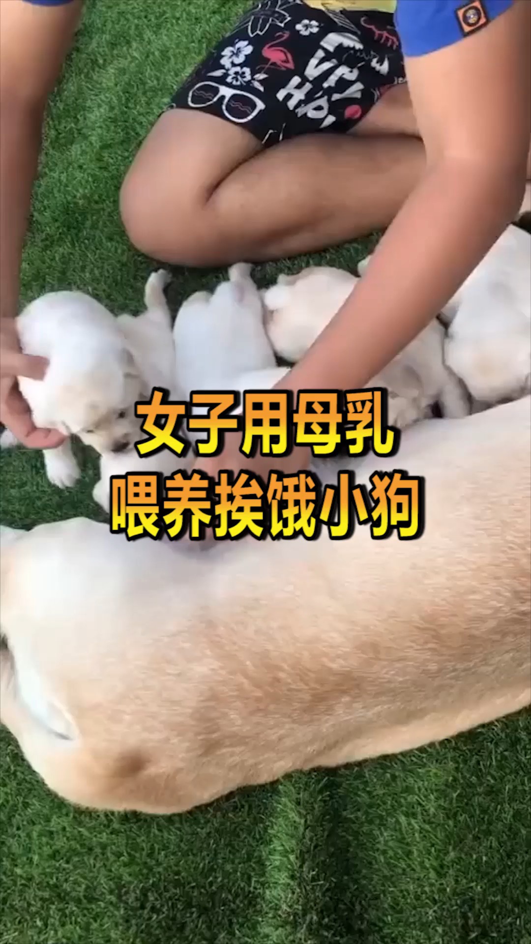 奇趣#美国女子母乳喂养宠物狗,医生建议其接受心理治疗!