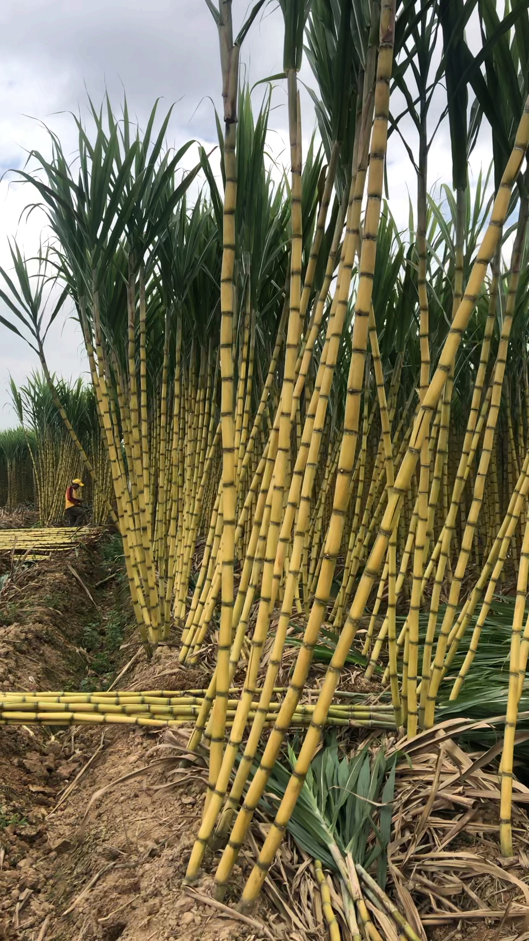 记录我的农村生活#这是榨糖的甘蔗吗