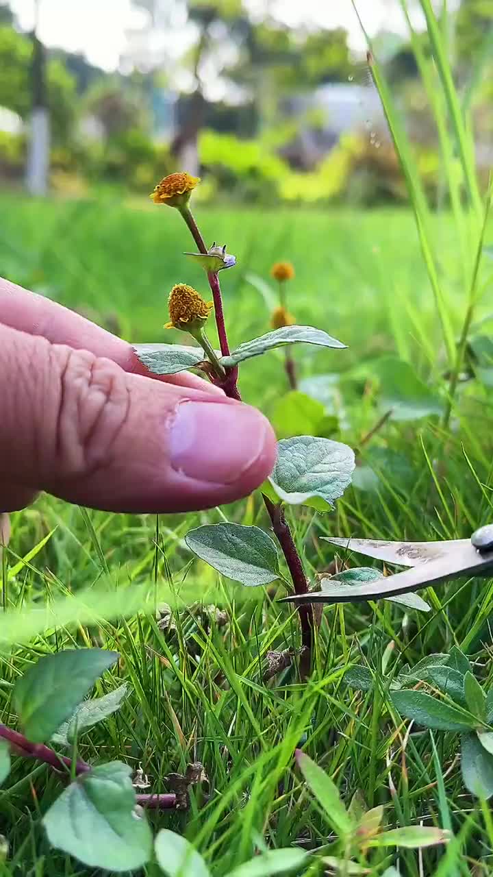 牙痈草图片图片