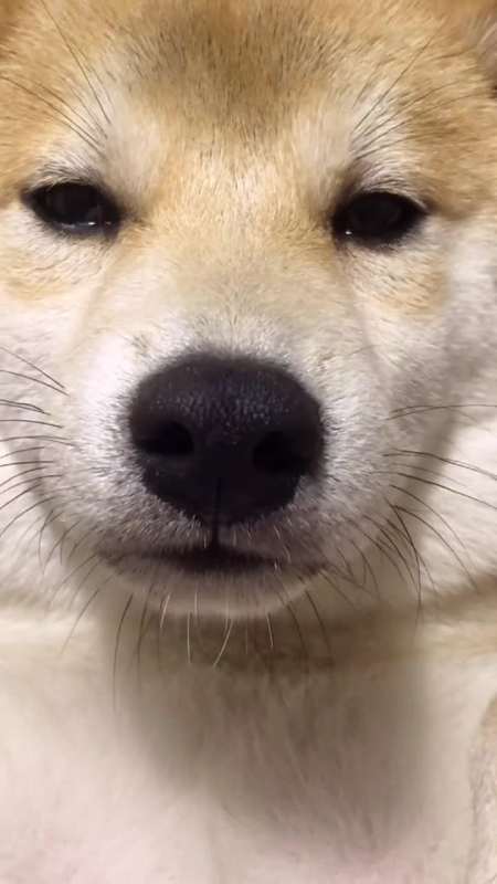 全网寻找梅尼耶是快来喊梅尼耶快来喊梅尼耶-全民小视频