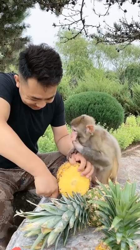 小猴子第一次吃菠萝居然怕别人抢它的