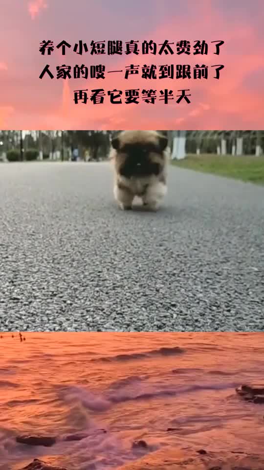 养个小短腿真的太费劲了,人家的嗖一声就到跟前了,再看它要等半天