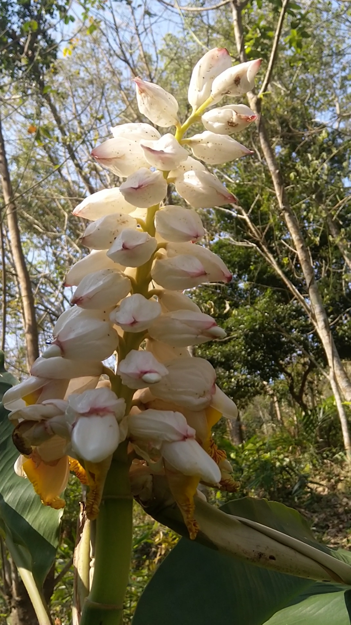 认识中草药#草豆蔻开花