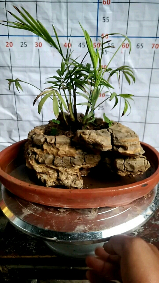 原石花盆配竹子