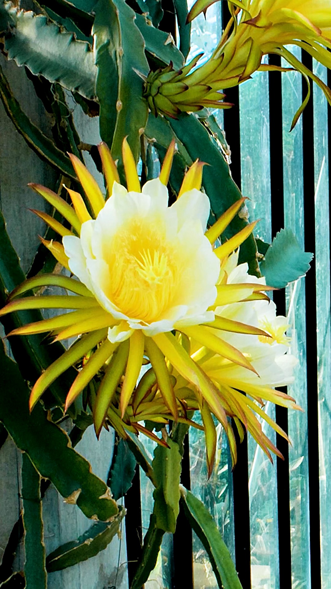 动物世界#仙人掌开花,夜晚绽放,白天凋零,昙花一现,能见到这一幕适趑