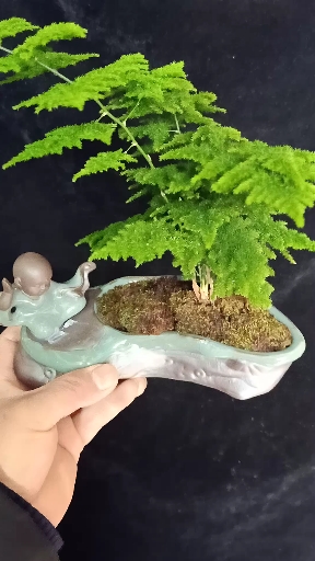 最潮劳动者#云松竹喜散光通风好干透浇透,你学会了吗?