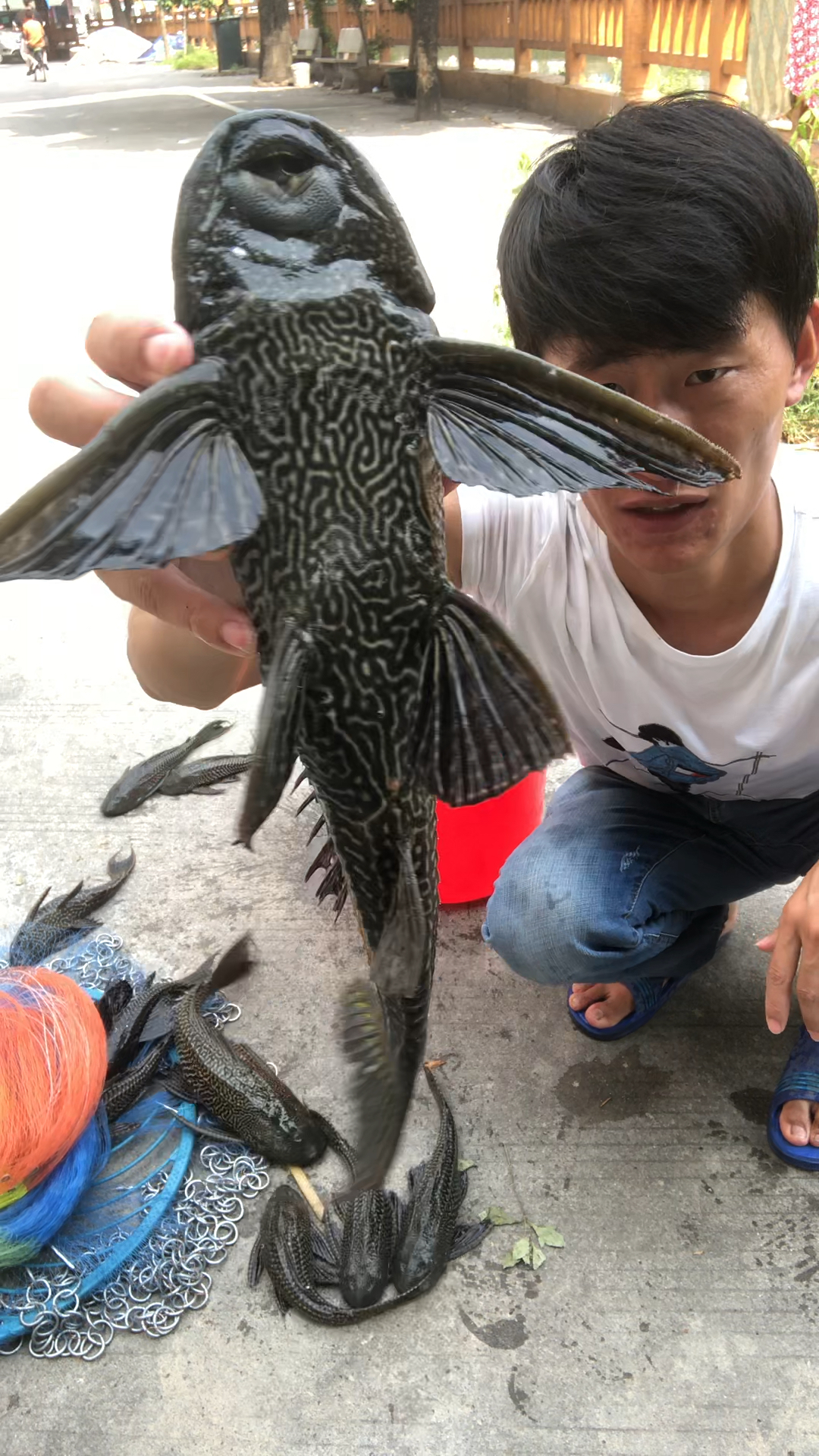 真正的飞机鱼你见过吗?