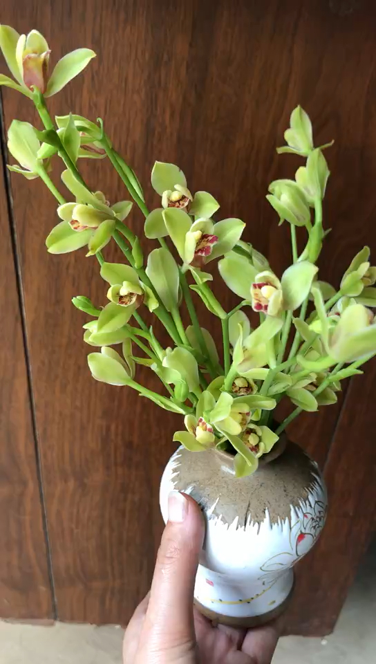 【种养 夏季养兰】夏季兰花一定要通风阴养,两腐的高发期,要定期喷药.