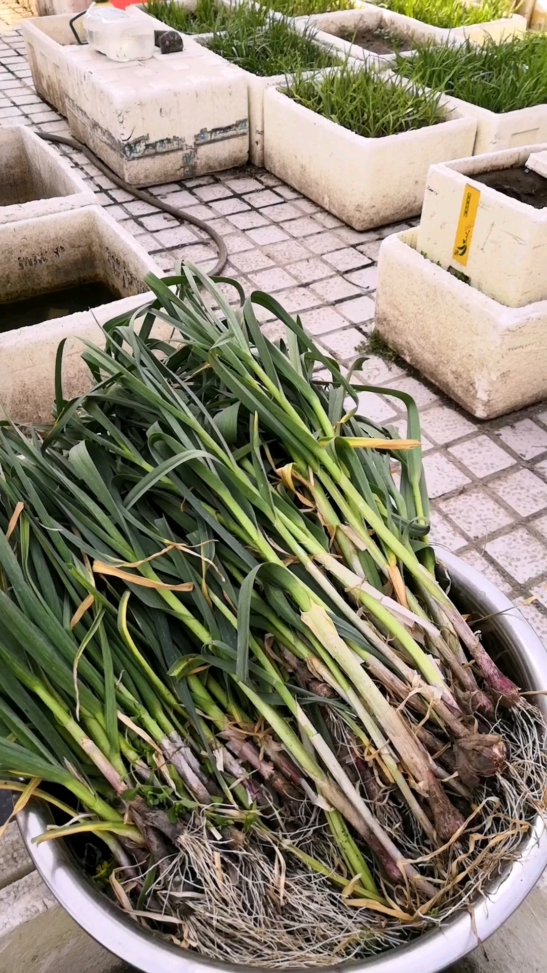 蒜苗拨了,韭菜再长一段时间,就能吃第一茬了!