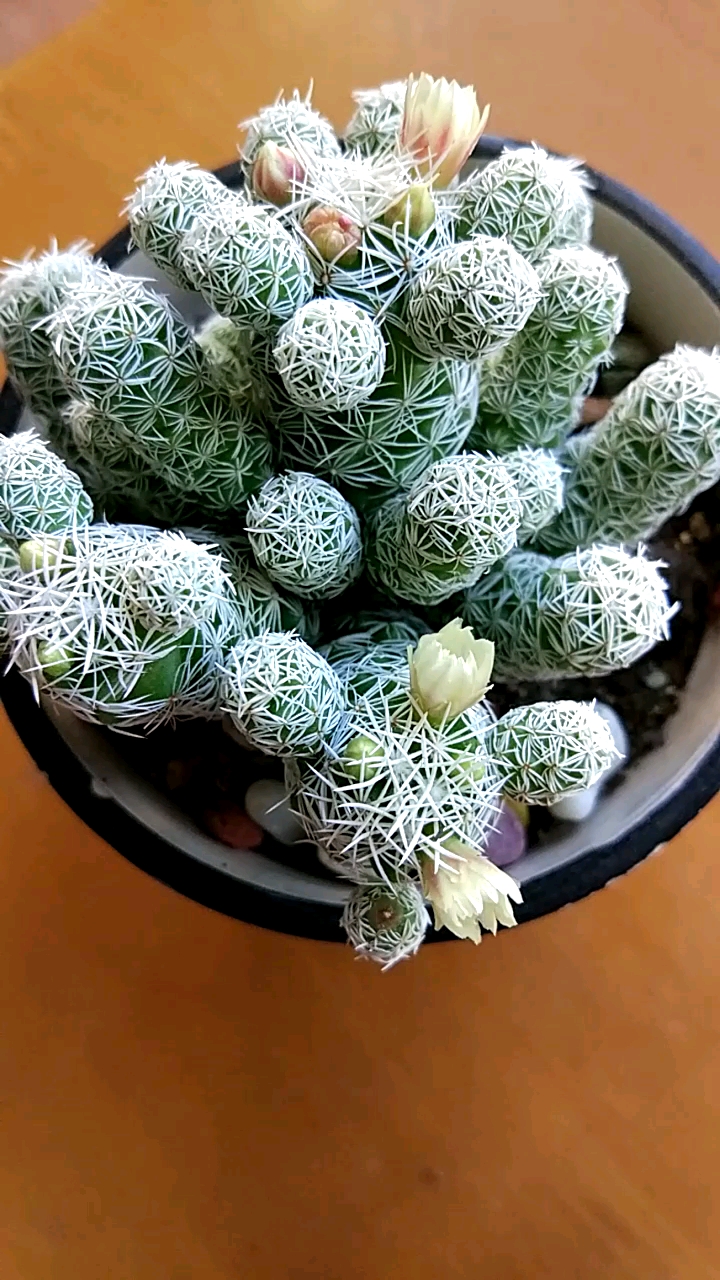 镜头里的秋天#多肉金手指