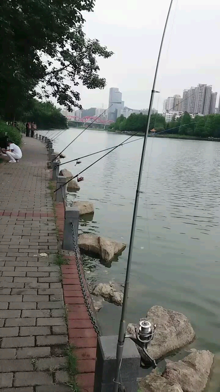 洪湖公园很多人在钓鱼
