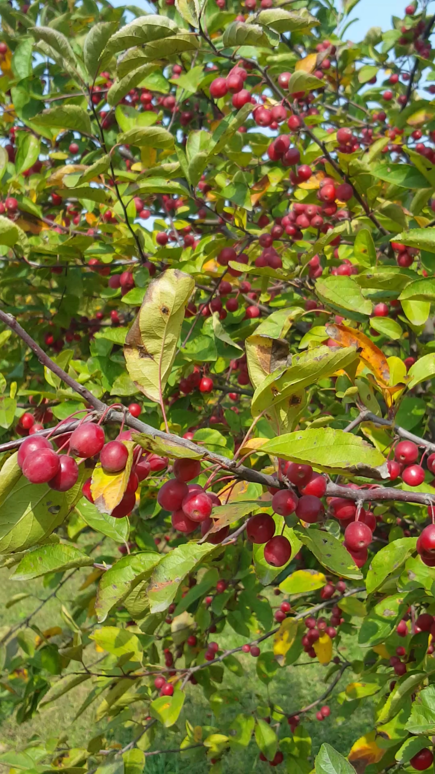 满树红珍珠果子