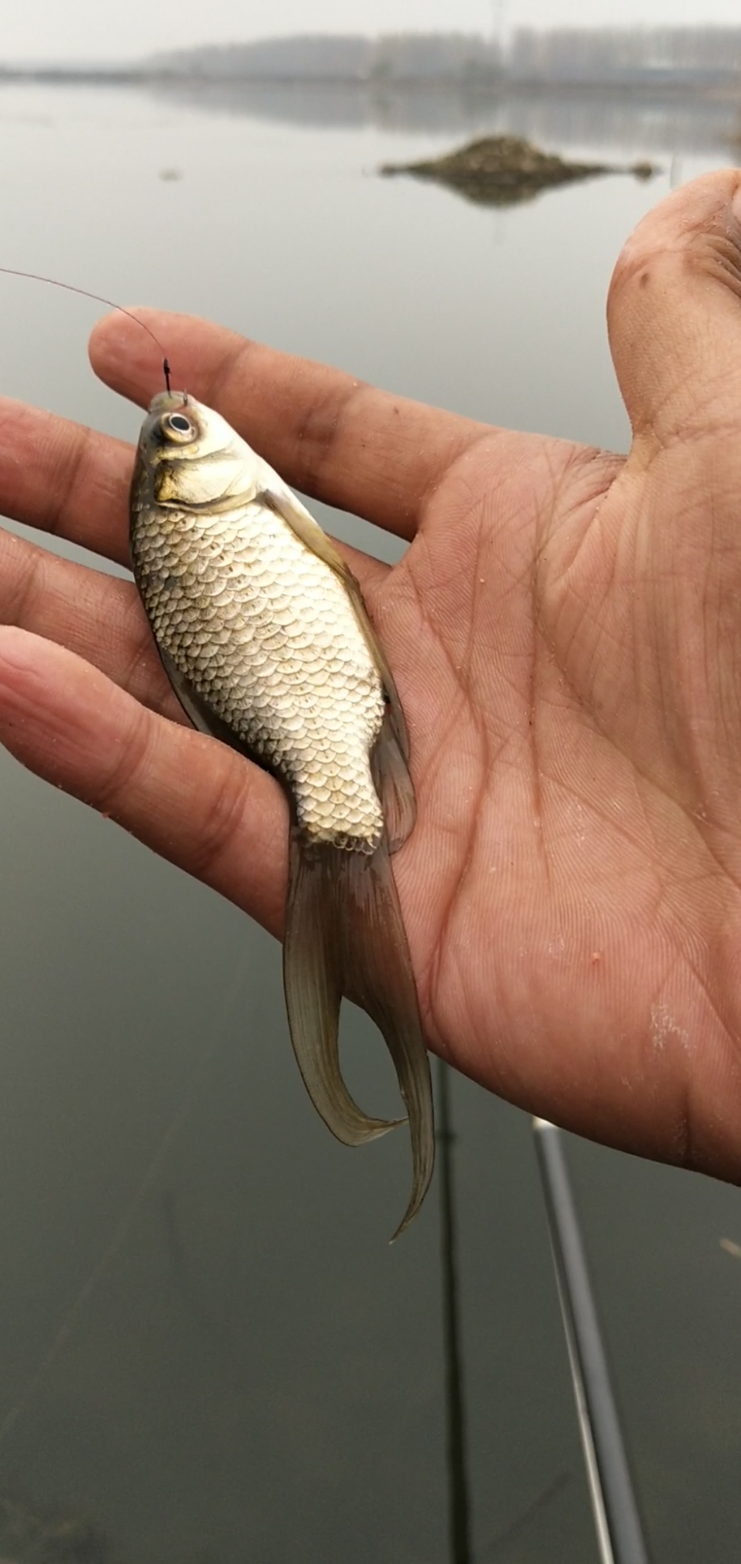 钓鱼#变异鲫鱼吗?钓友们?